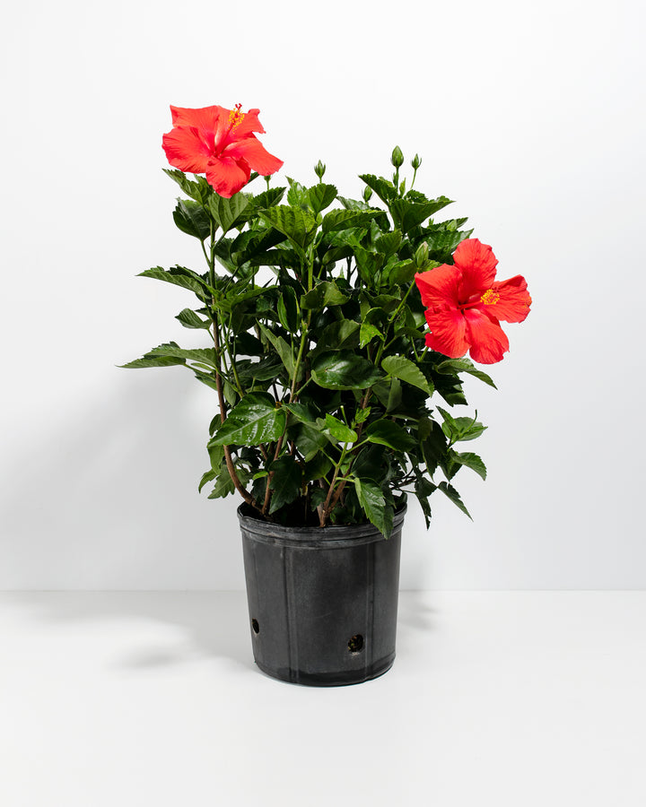 Hibiscus Rosa - Sinensis
