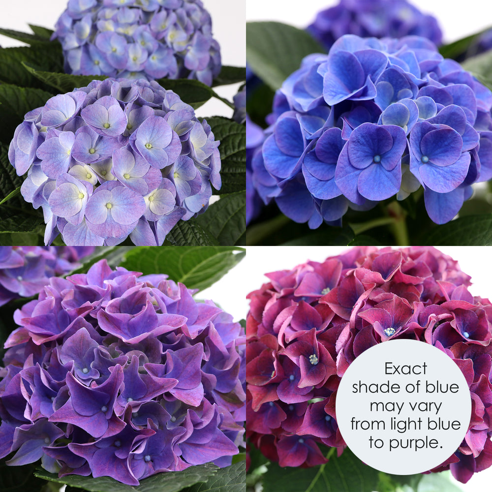 Blue Heritage Hydrangea macro collage showing four bloom color variations ranging from light lavender and true blue to deep purple and magenta, with note that exact shade may vary