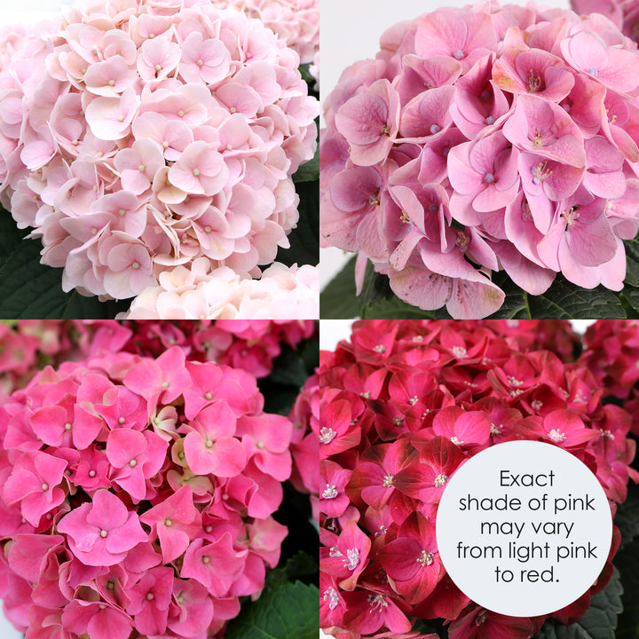 Close-up macro photography of pink hydrangea blooms showing color variation from light pink to deep rose, with delicate stamens and petal detail visible.