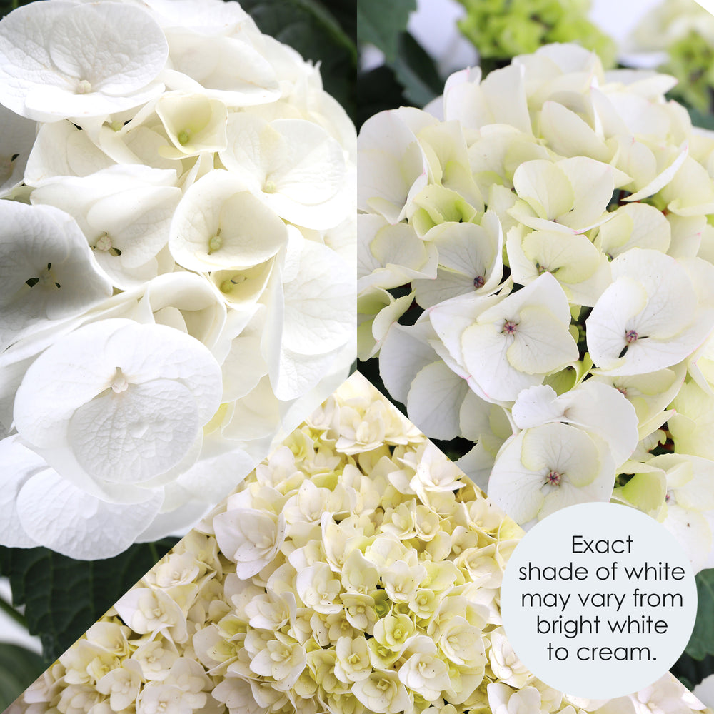 Close-up macro detail of white hydrangea sepals showing cream to pale yellow undertones with delicate stamen centers, color ranges from bright white to creamy ivory.