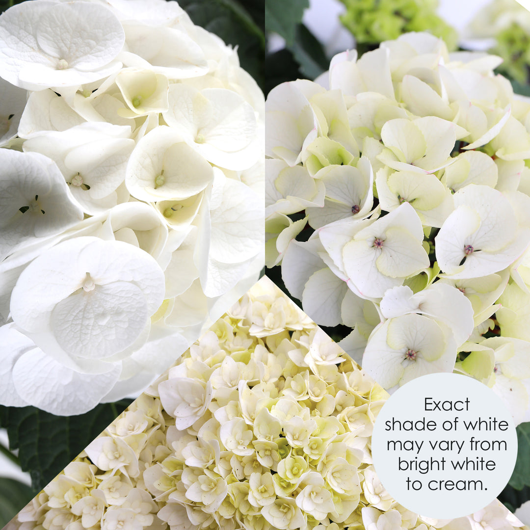 Close-up macro detail of white hydrangea sepals showing cream to pale yellow undertones with delicate stamen centers, color ranges from bright white to creamy ivory.