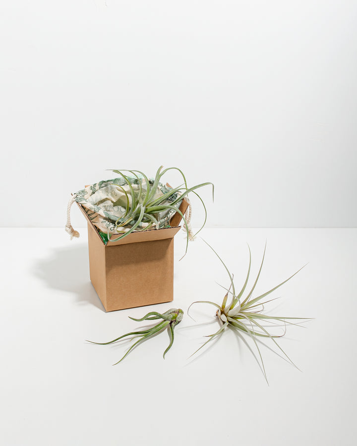 The Air Plant Grab Bag includes an assortment of curly-leafed tillandsia varieties, shipped in a branded kraft box with fabric wrap.