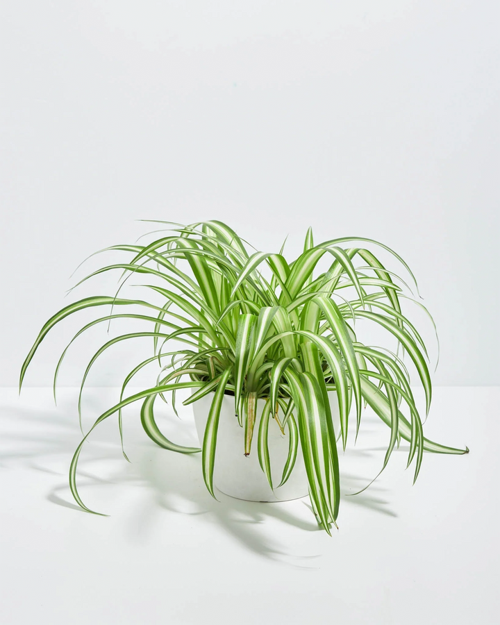 Lush Variegated Spider Plant houseplant with long, arching green and white striped leaves cascading outwards, potted in a smooth white ceramic planter, set against a solid white studio background.