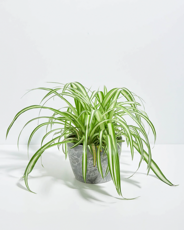 Lush Variegated Spider Plant houseplant with long, arching green and white striped leaves cascading outwards, potted in a textured gray ceramic planter, set against a solid white studio background.