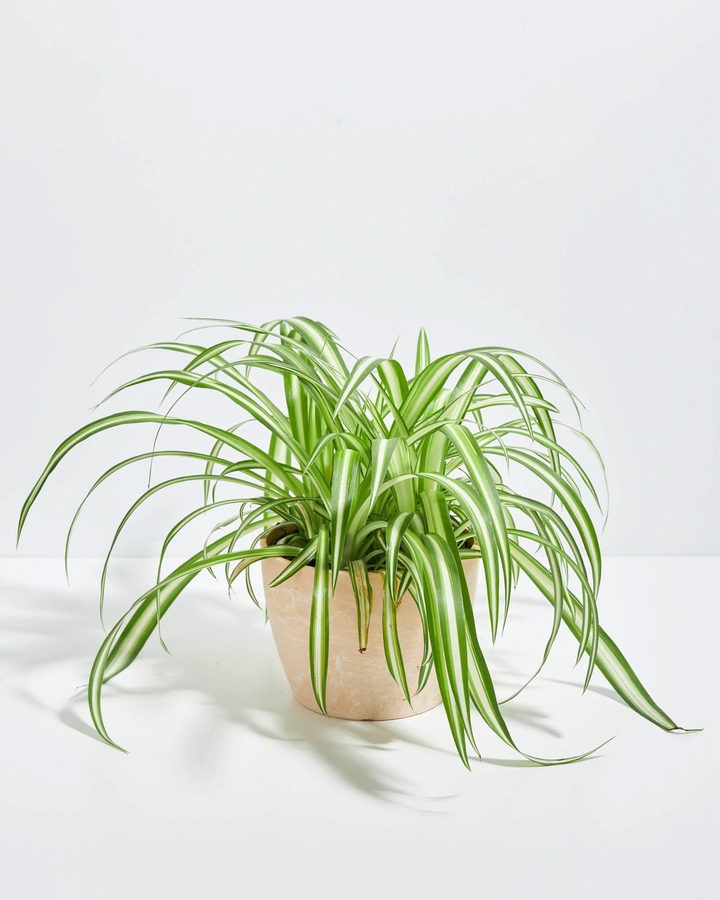 Lush Variegated Spider Plant houseplant with long, arching green and white striped leaves cascading outwards, potted in a textured beige or macadamia-colored ceramic planter, set against a solid white studio background.