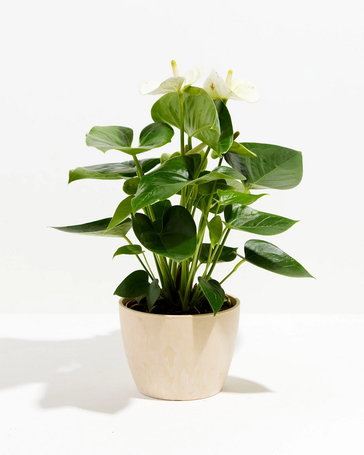 White Anthurium