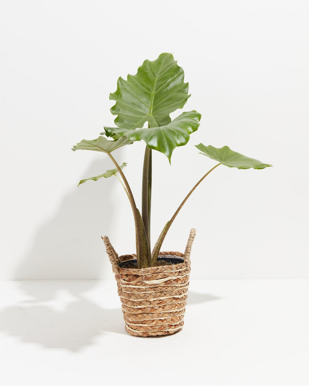 Alocasia Kuching Mask