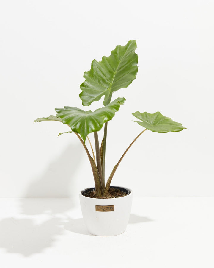 Alocasia Kuching Mask