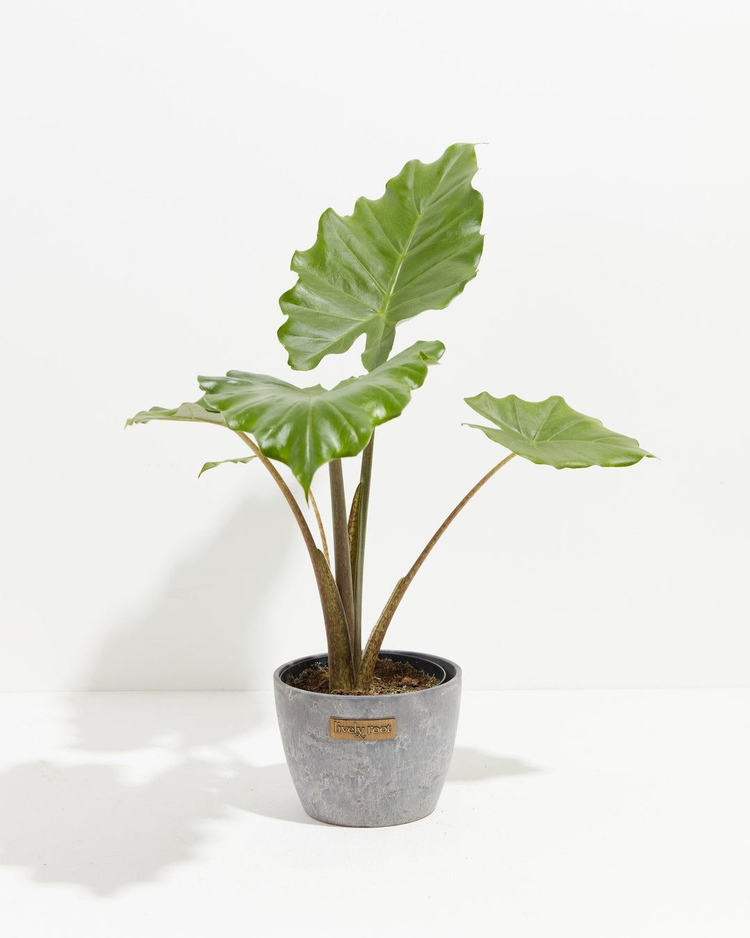 Alocasia Kuching Mask