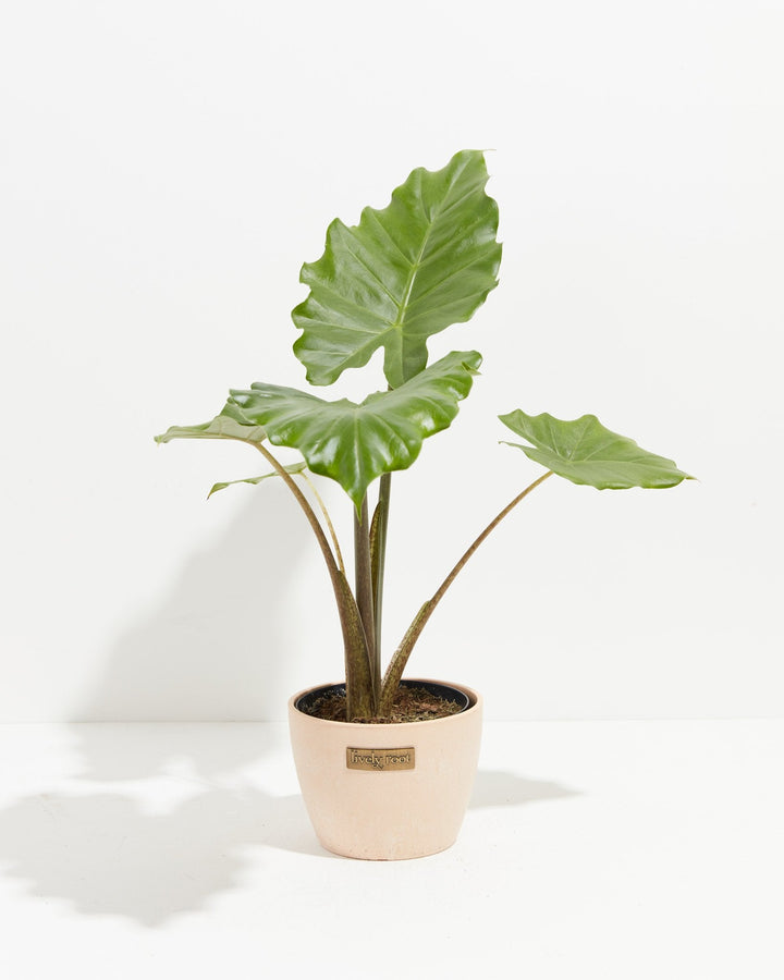 Alocasia Kuching Mask