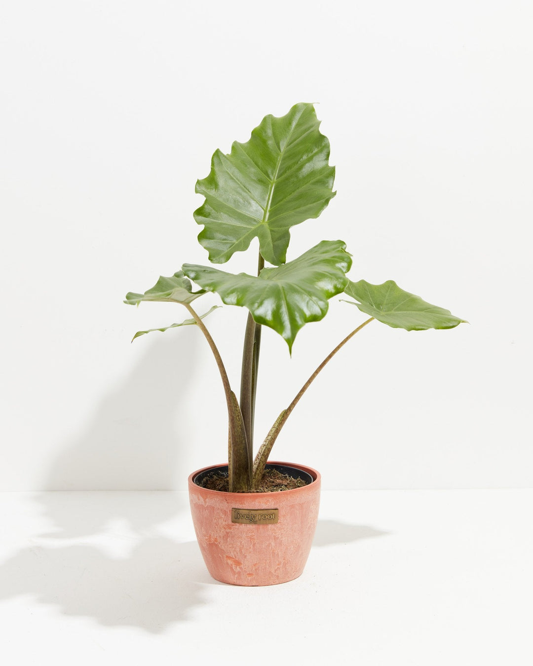Alocasia Kuching Mask