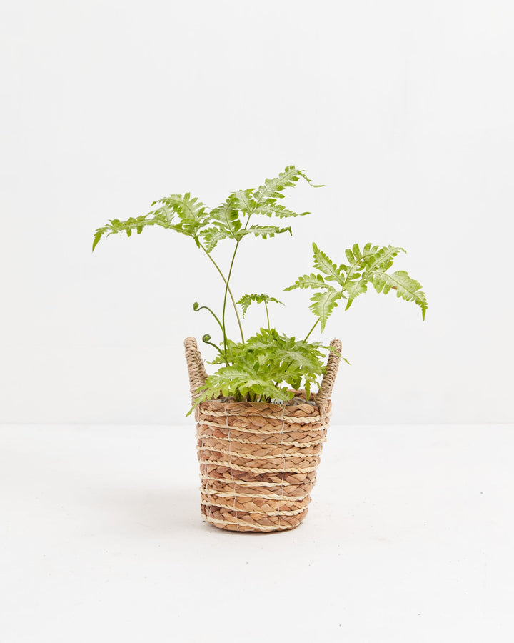 Fern Silver