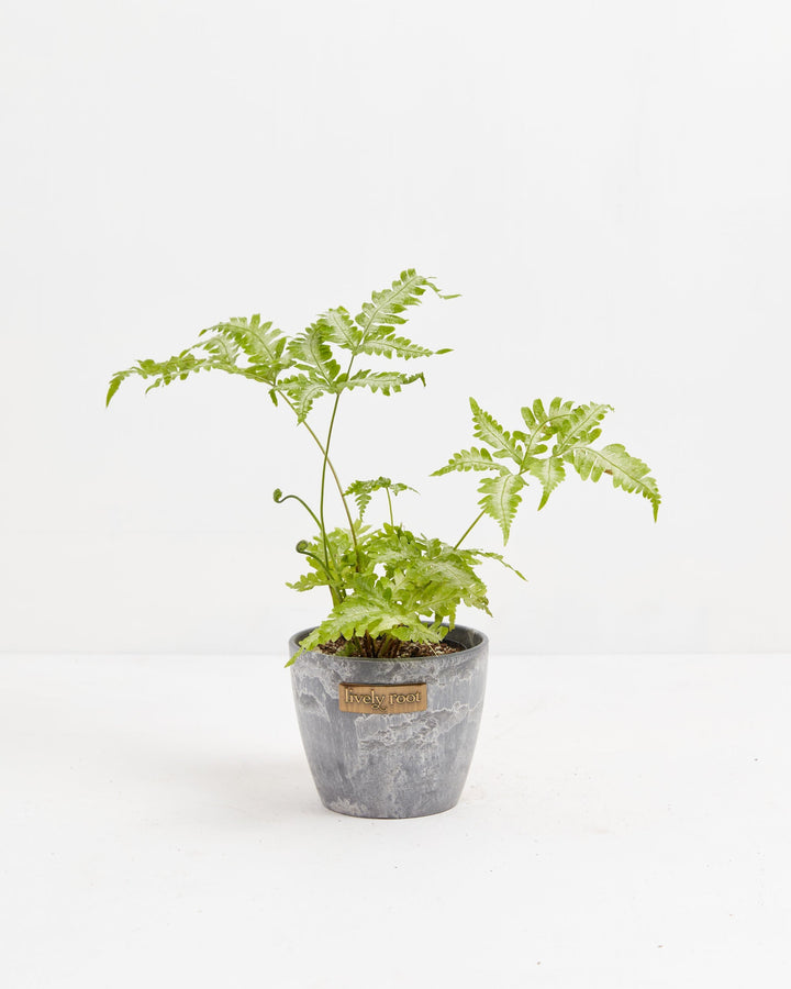 Fern Silver