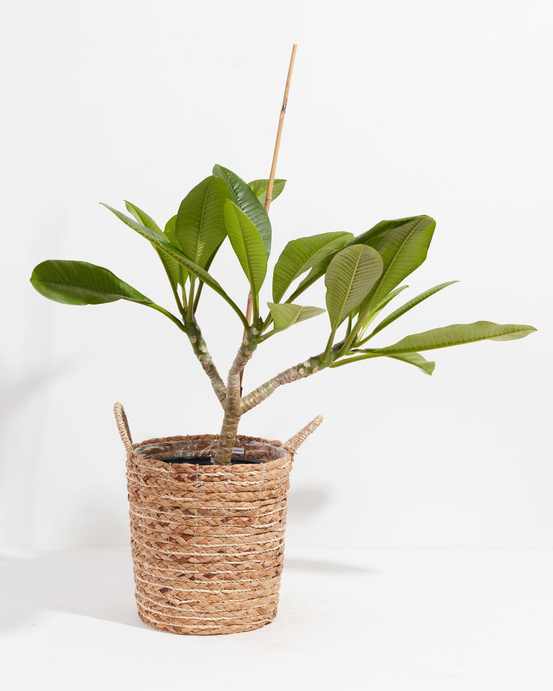Plumeria Tree