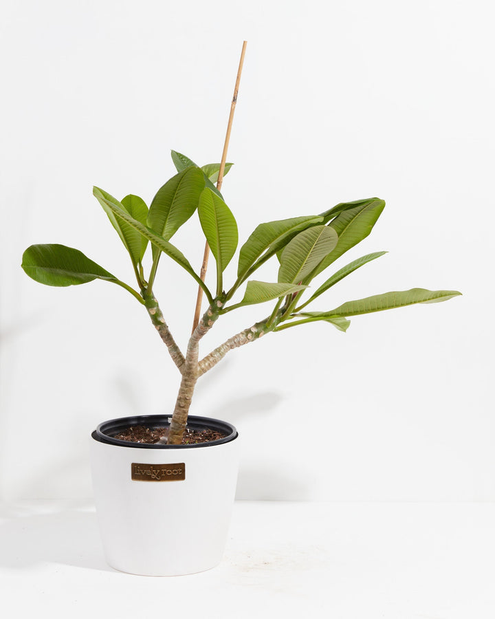 Plumeria Tree
