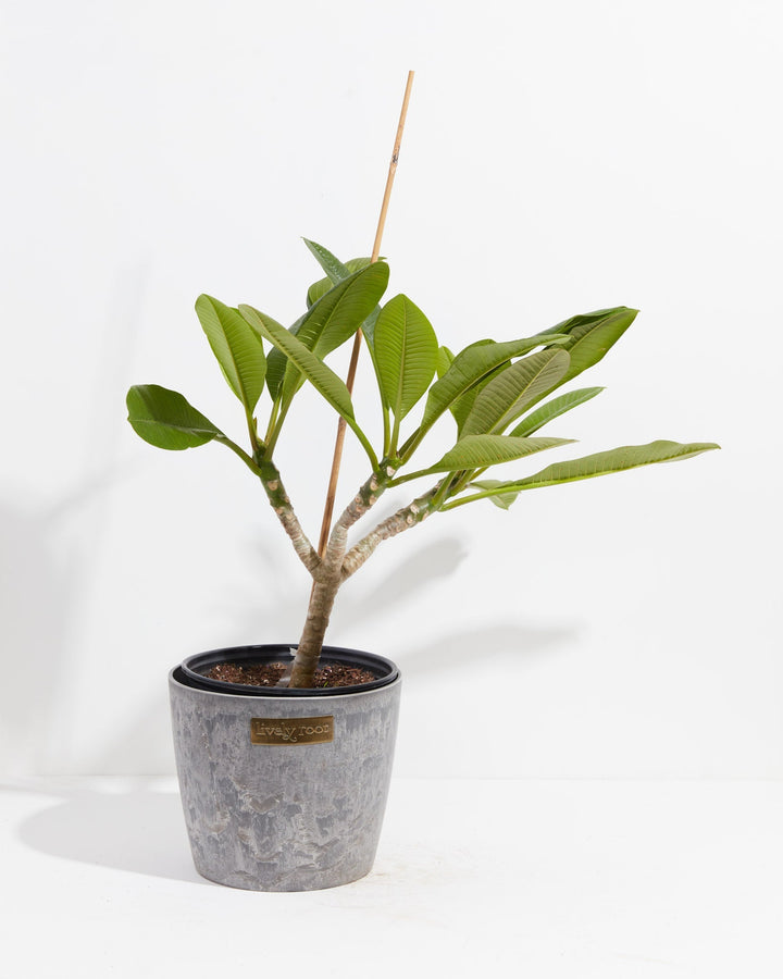 Plumeria Tree
