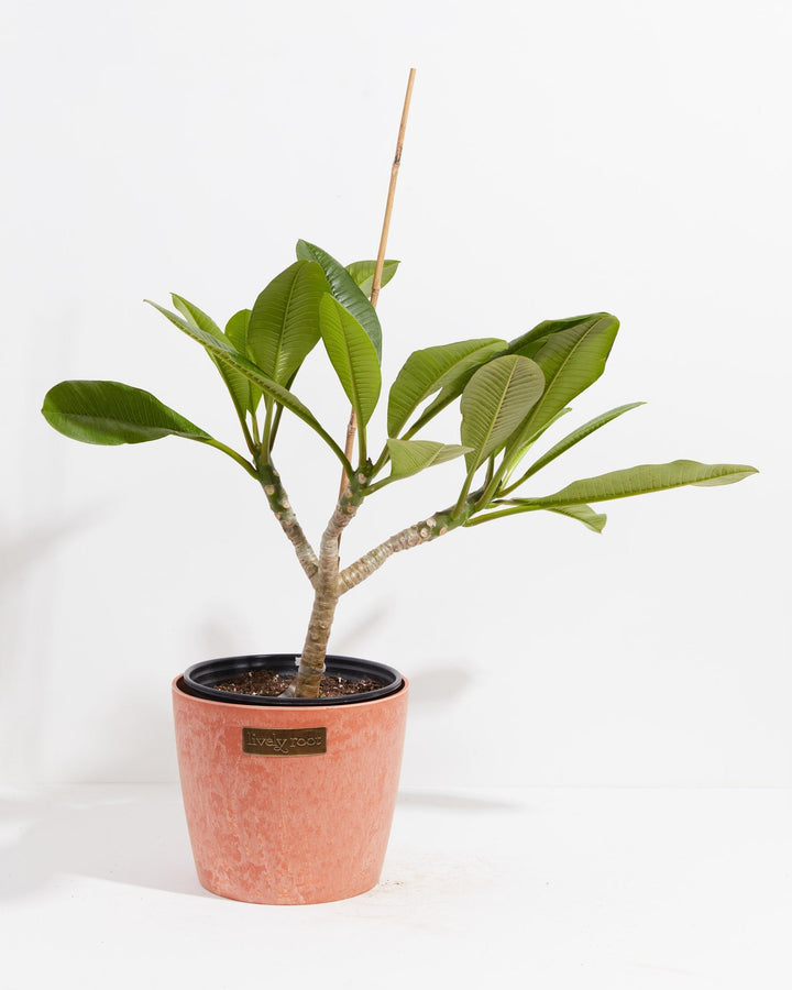 Plumeria Tree