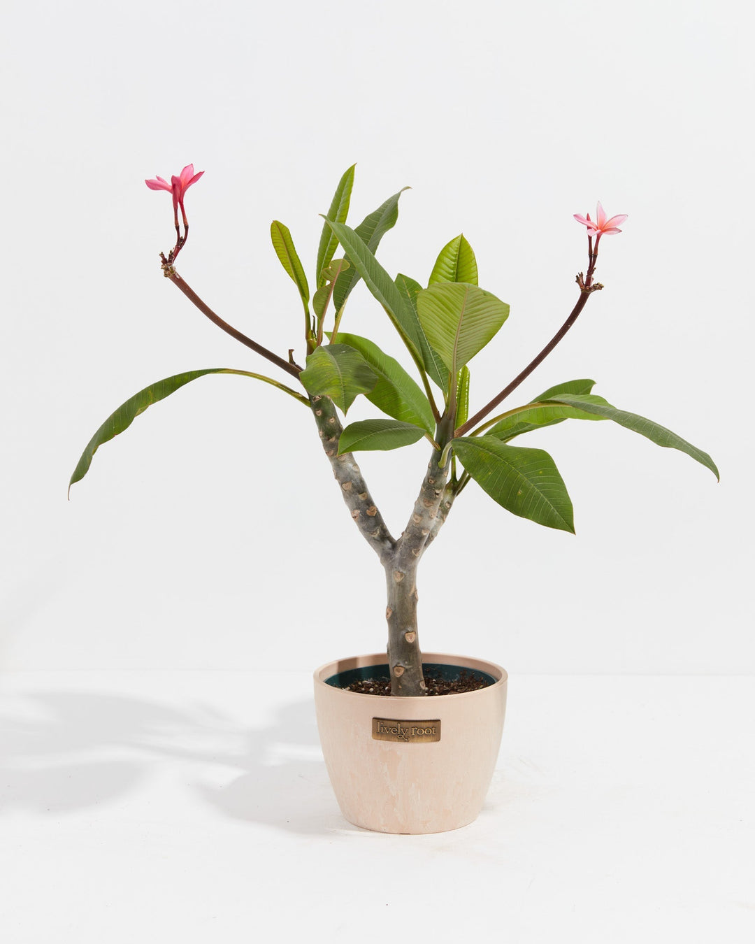 Plumeria Tree