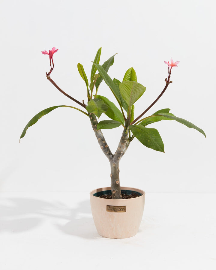 Plumeria Tree