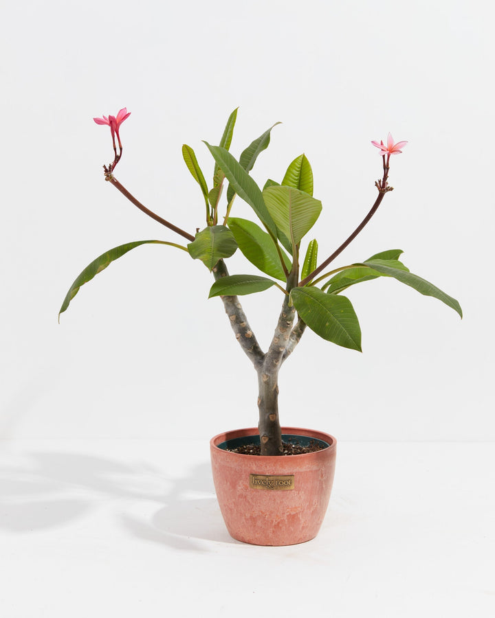 Plumeria Tree