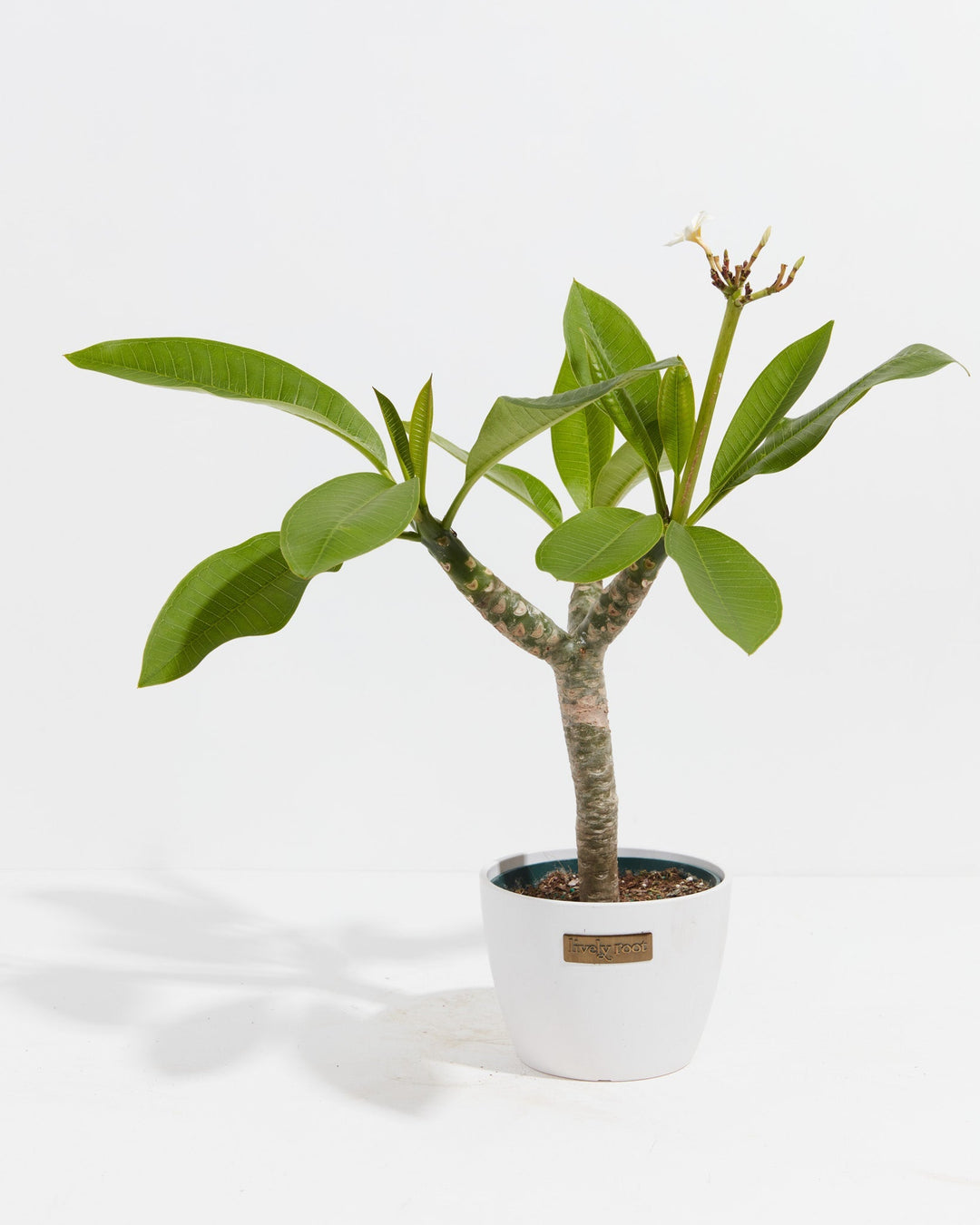 Plumeria Tree