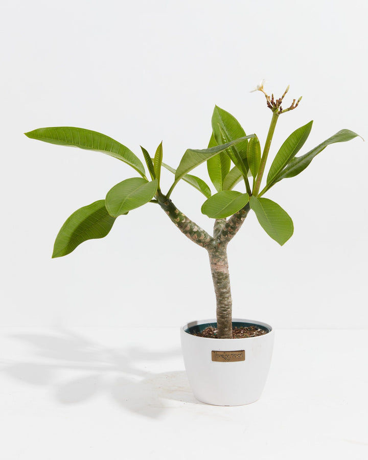 Plumeria Tree