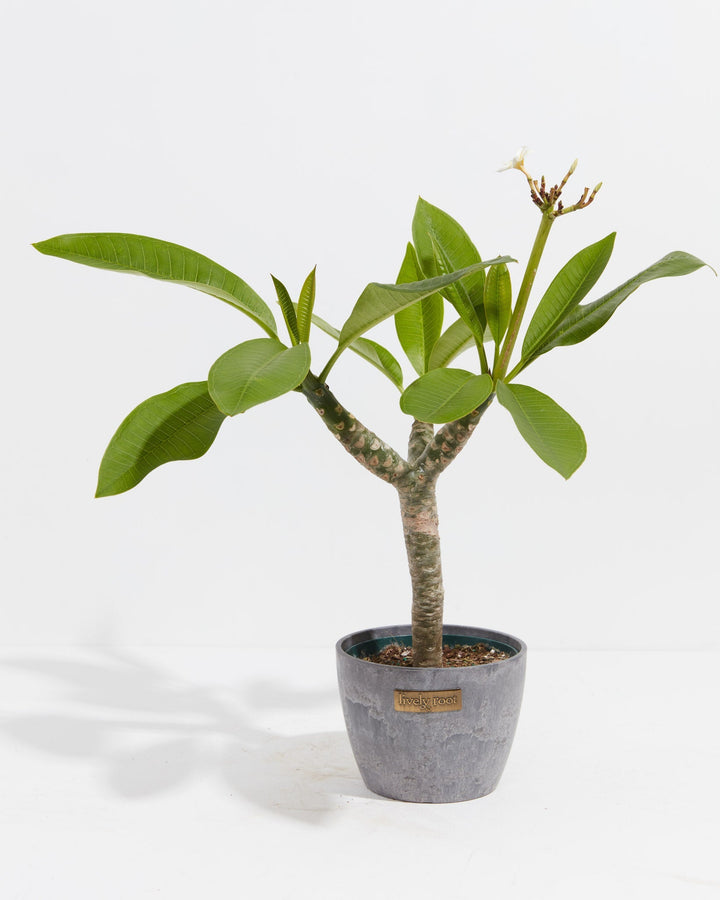 Plumeria Tree