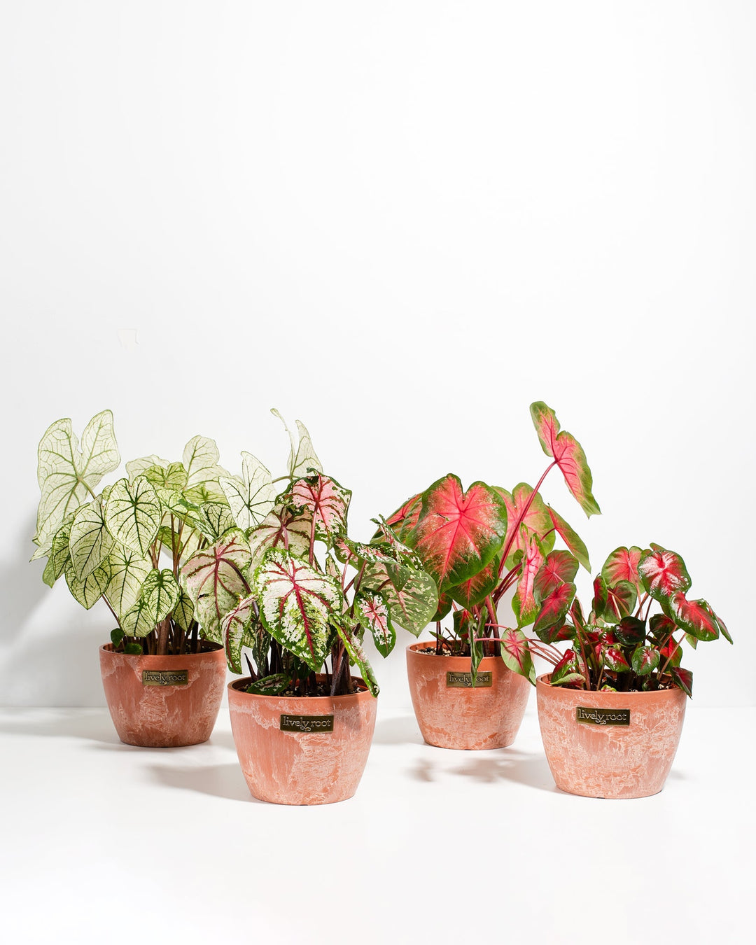 Caladiums (4-pack)