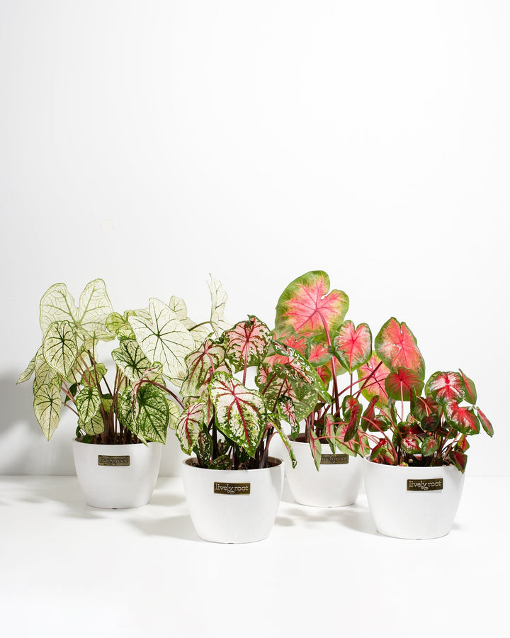 Caladiums (4-pack)
