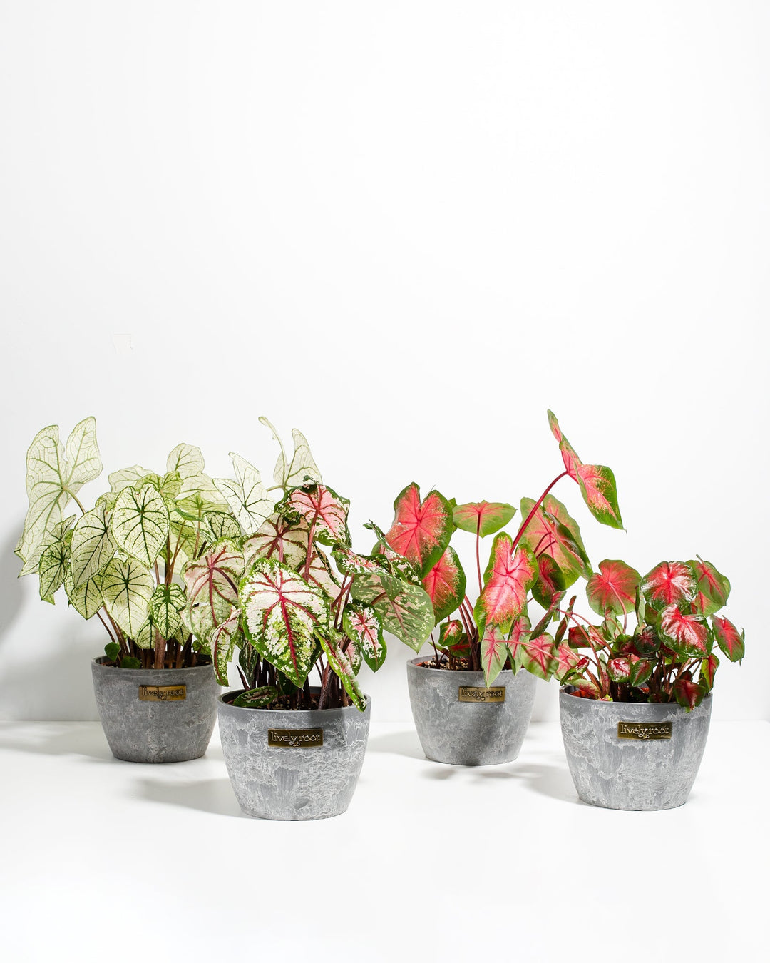 Caladiums (4-pack)