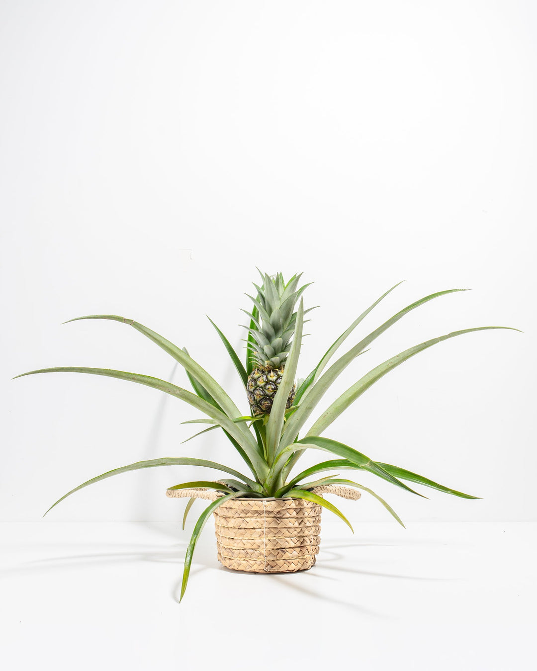 Pineapple Plant featuring a rosette of wide-spreading, slender green leaves with a single small, dark green developing pineapple fruit growing on a central stalk, housed in a shallow woven straw basket planter with two small side handles, centered against a clean white background.