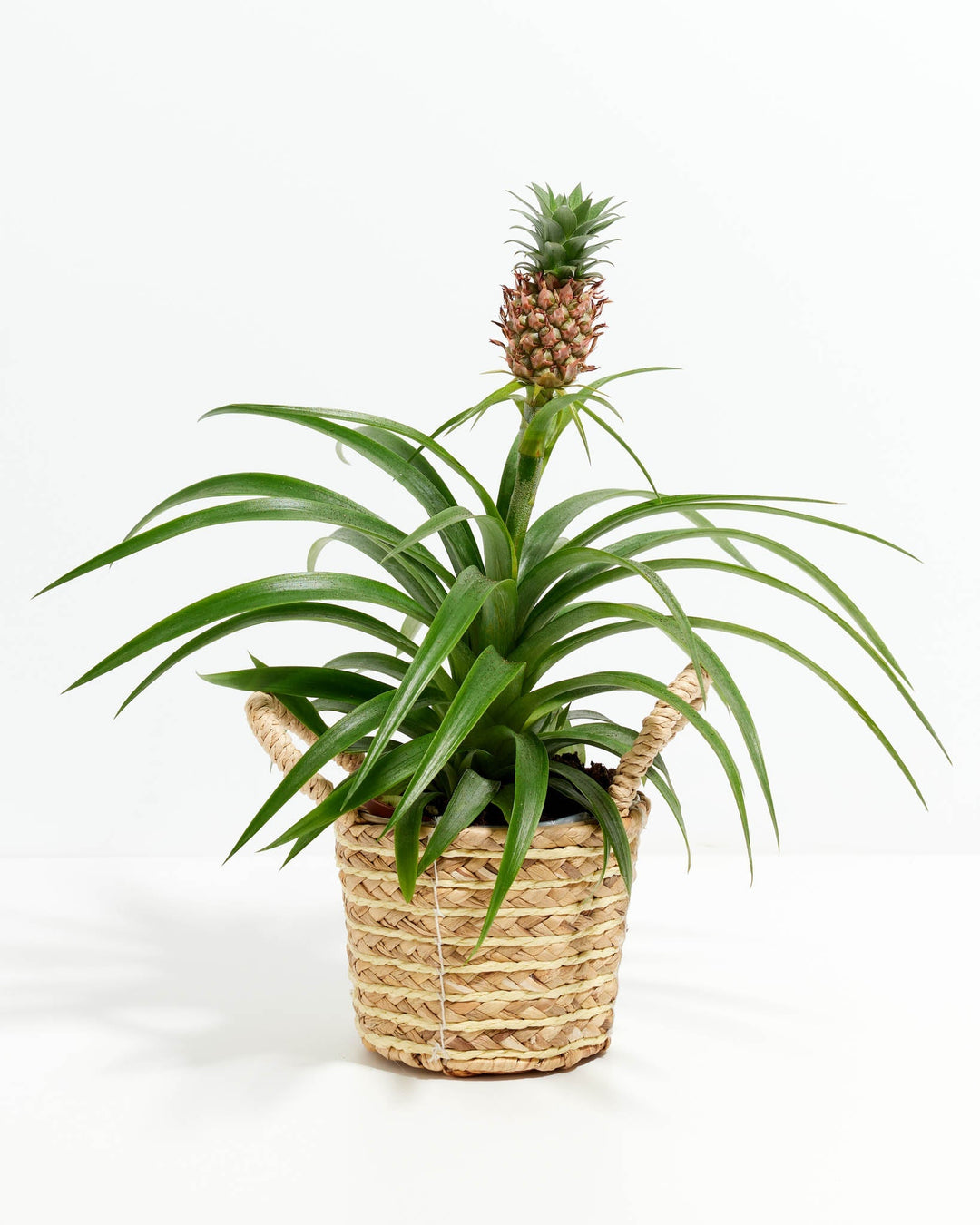 Pineapple Plant featuring a rosette of slender, arching green leaves with a single small pineapple fruit developing reddish-brown scales and a miniature crown on a tall central stem, housed in a woven straw basket planter with two small loop handles, centered against a clean white background.