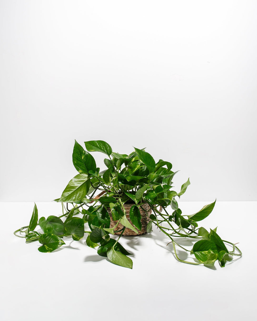 Golden Pothos Plant