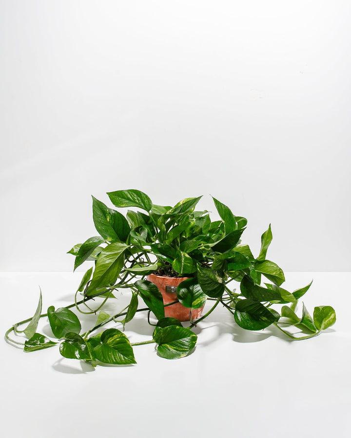 Golden Pothos Plant