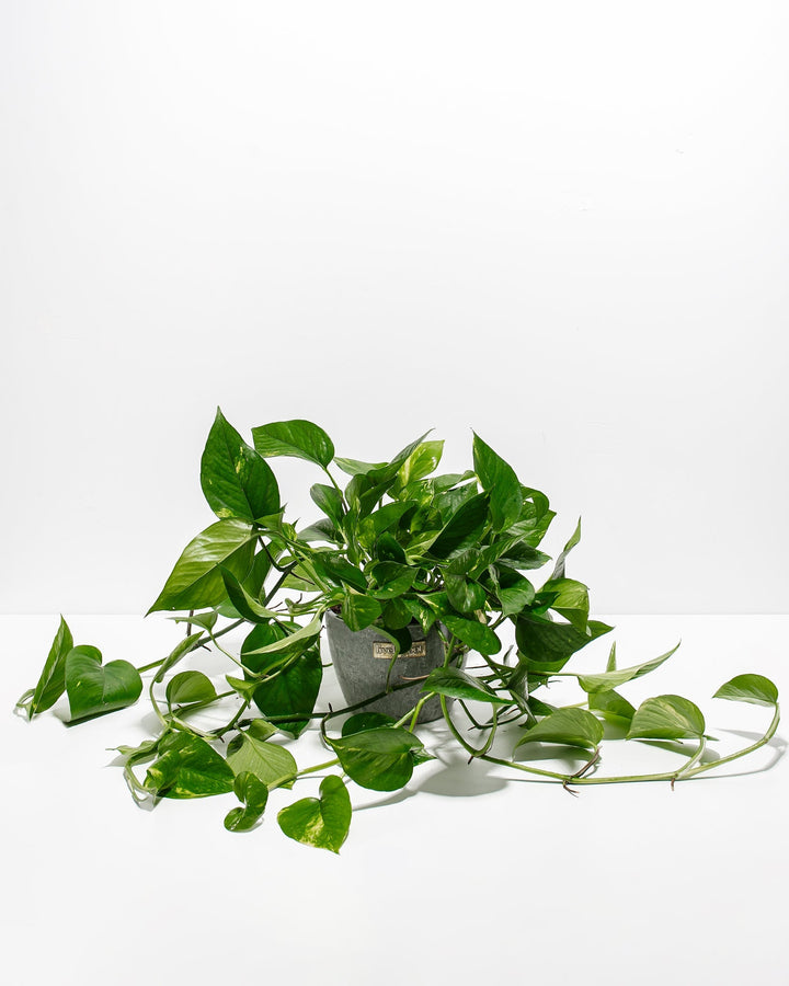 Golden Pothos Plant