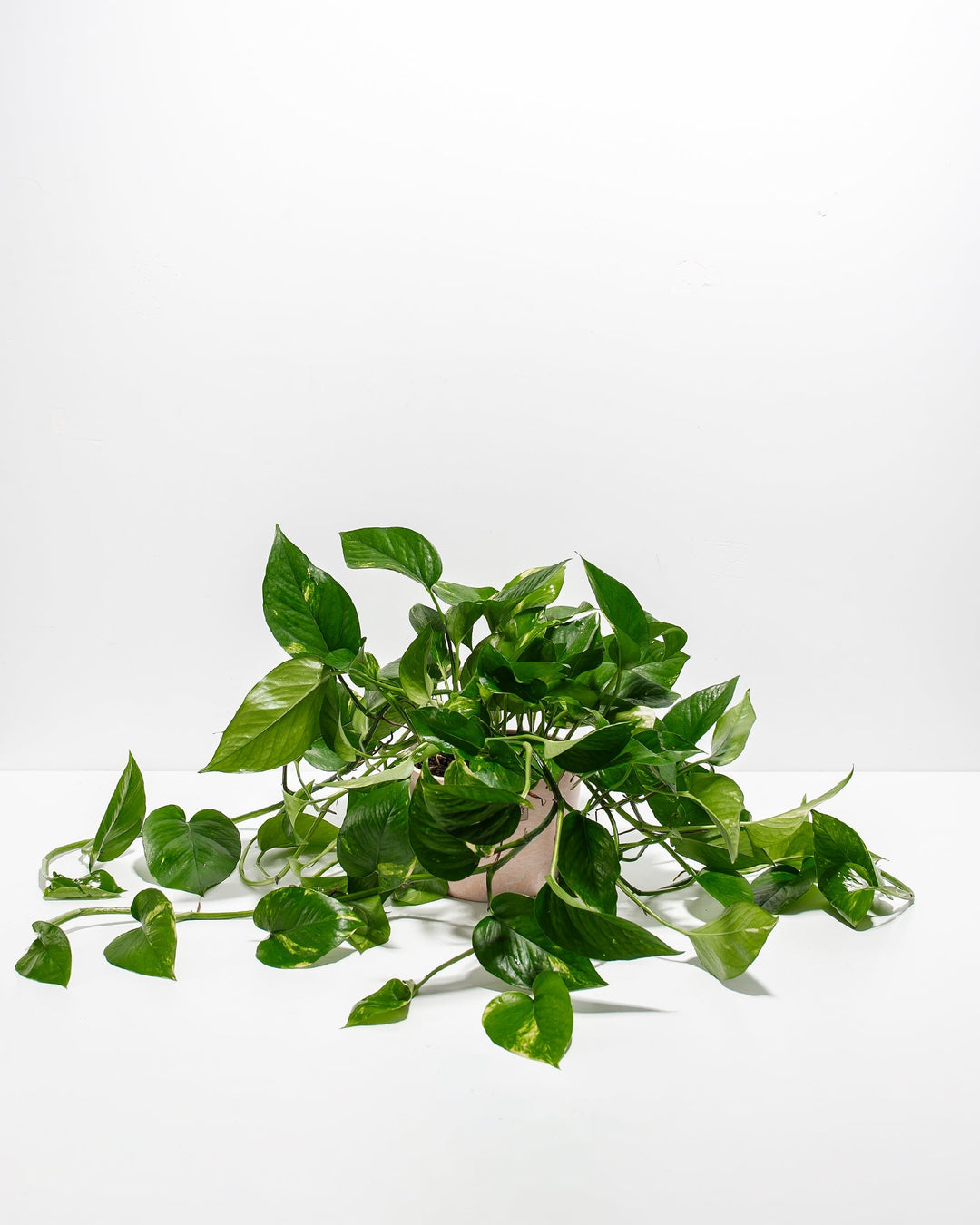 Golden Pothos Plant