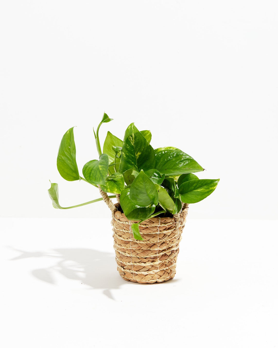 Golden Pothos Plant