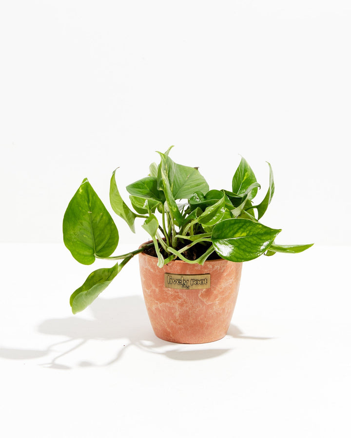 Golden Pothos Plant