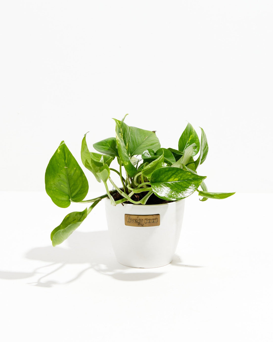 A full view of a small Golden Pothos plant featuring heart-shaped green leaves with yellow variegation and trailing stems, presented in a white decorative Lively Root planter against a white background.