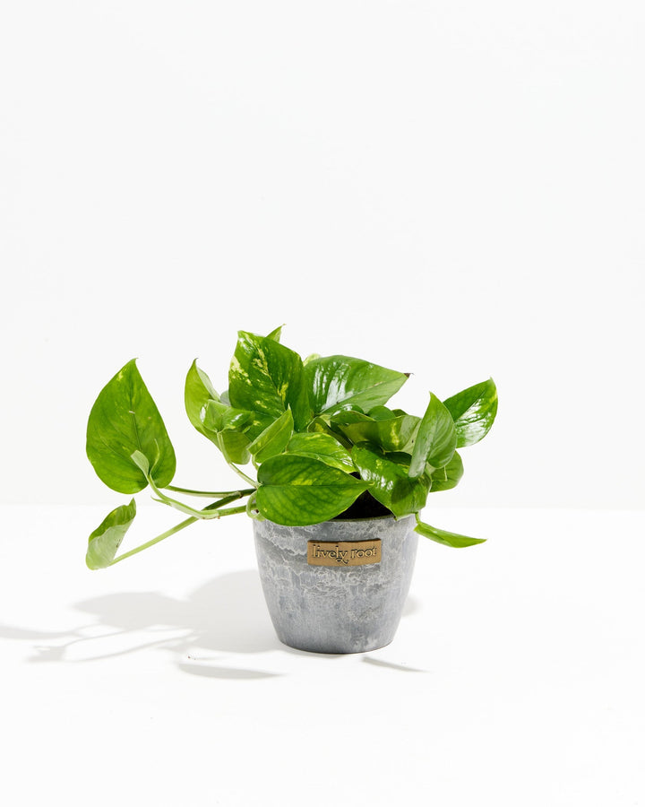 A full view of a small Golden Pothos plant featuring heart-shaped green leaves with yellow variegation and trailing stems, presented in a gray textured Lively Root decorative planter against a white background.
