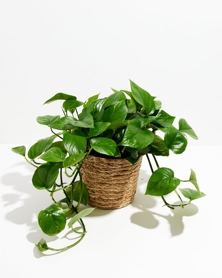 Golden Pothos Plant