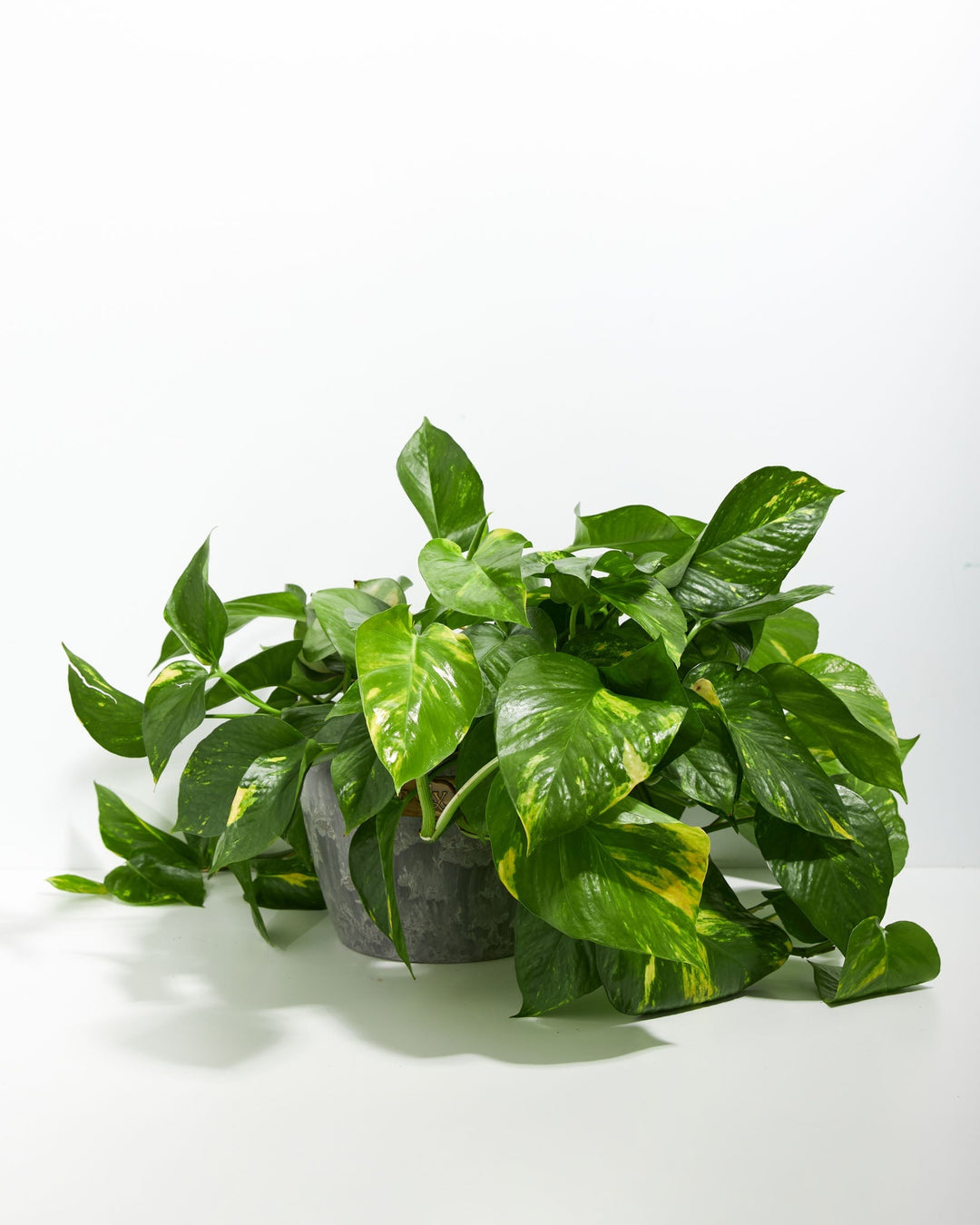 Golden Pothos Plant