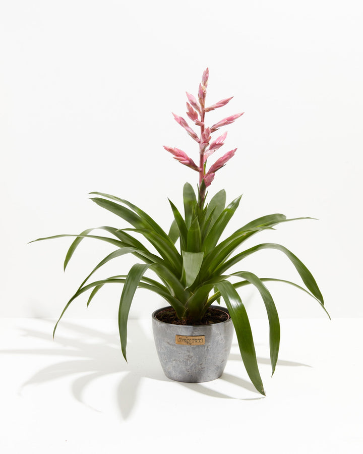 Claire Guzmania Bromeliad