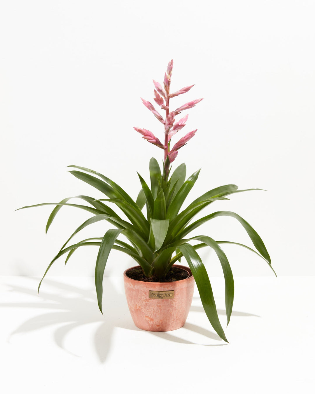 Claire Guzmania Bromeliad