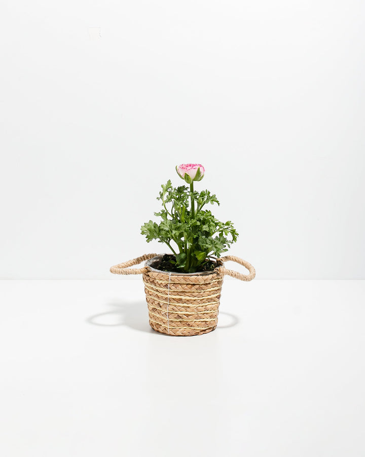 Ranunculus Premier