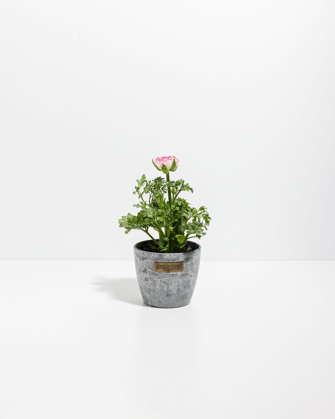 Ranunculus Premier
