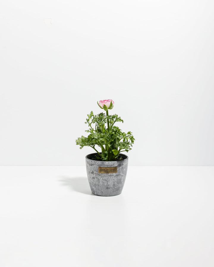 Ranunculus Premier