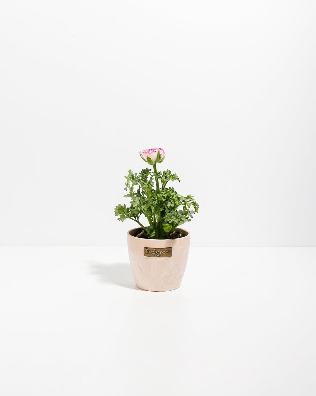 Ranunculus Premier