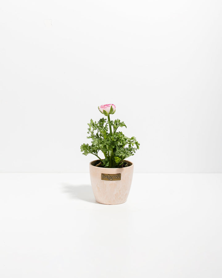 Ranunculus Premier