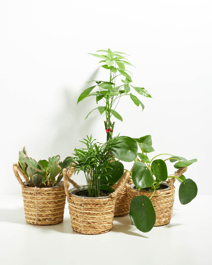 Four pet-safe indoor plants including Money Tree, Parlor Palm, Peperomia, and Pilea arranged in natural woven seagrass basket planters on white background